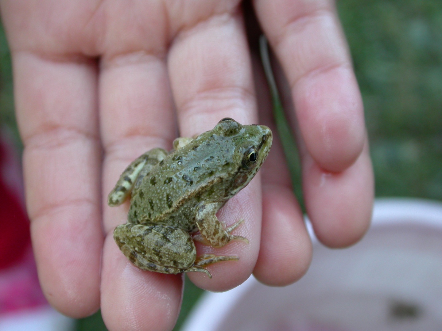 Ova Kurbağası, Bataklık Kurbağası - Pelophylax ridibundus